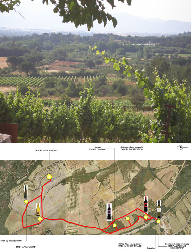 ΔΗΜΙΟΥΡΓΙΑ ΔΙΑΔΡΟΜΩΝ ΟΙΝΟΤΟΥΡΙΣΤΙΚΗΣ ΕΜΠΕΙΡΙΑΣ ΚΑΙ ΔΙΑΜΟΡΦΩΣΗ ΠΕΡΙΒΑΛΛΟΝΤΟΣ ΧΩΡΟΥ, ΟΙΝΟΠΟΙΕΙΟΥ «ΤΣΕΛΕΠΟΥ» ΣΤΗΝ ΜΑΝΤΙΝΕΙΑ. ΤΡΙΠΟΛΗ